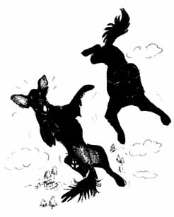 Flying Flatcoats